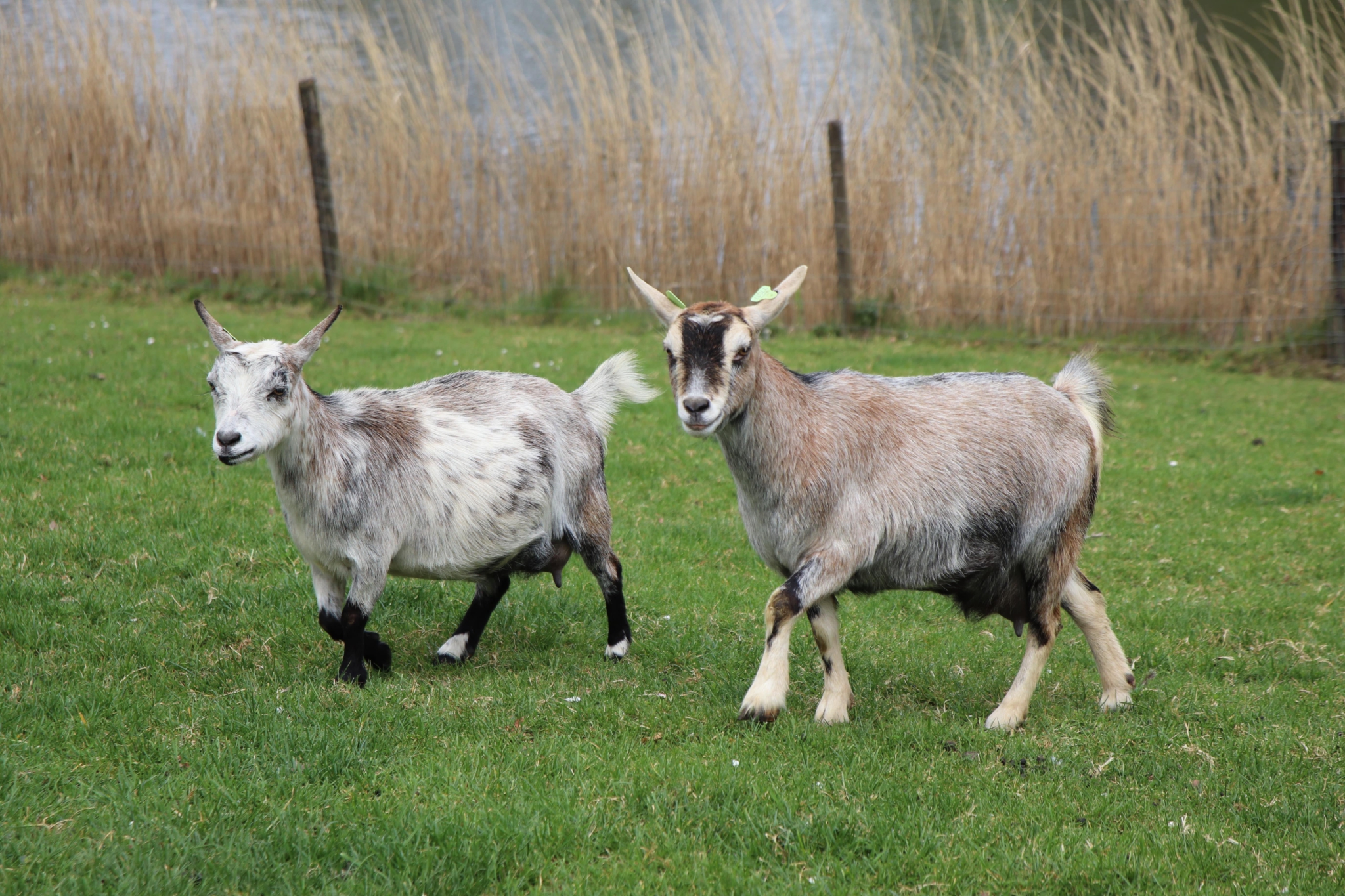 Geiten – Kiboe-hoeve